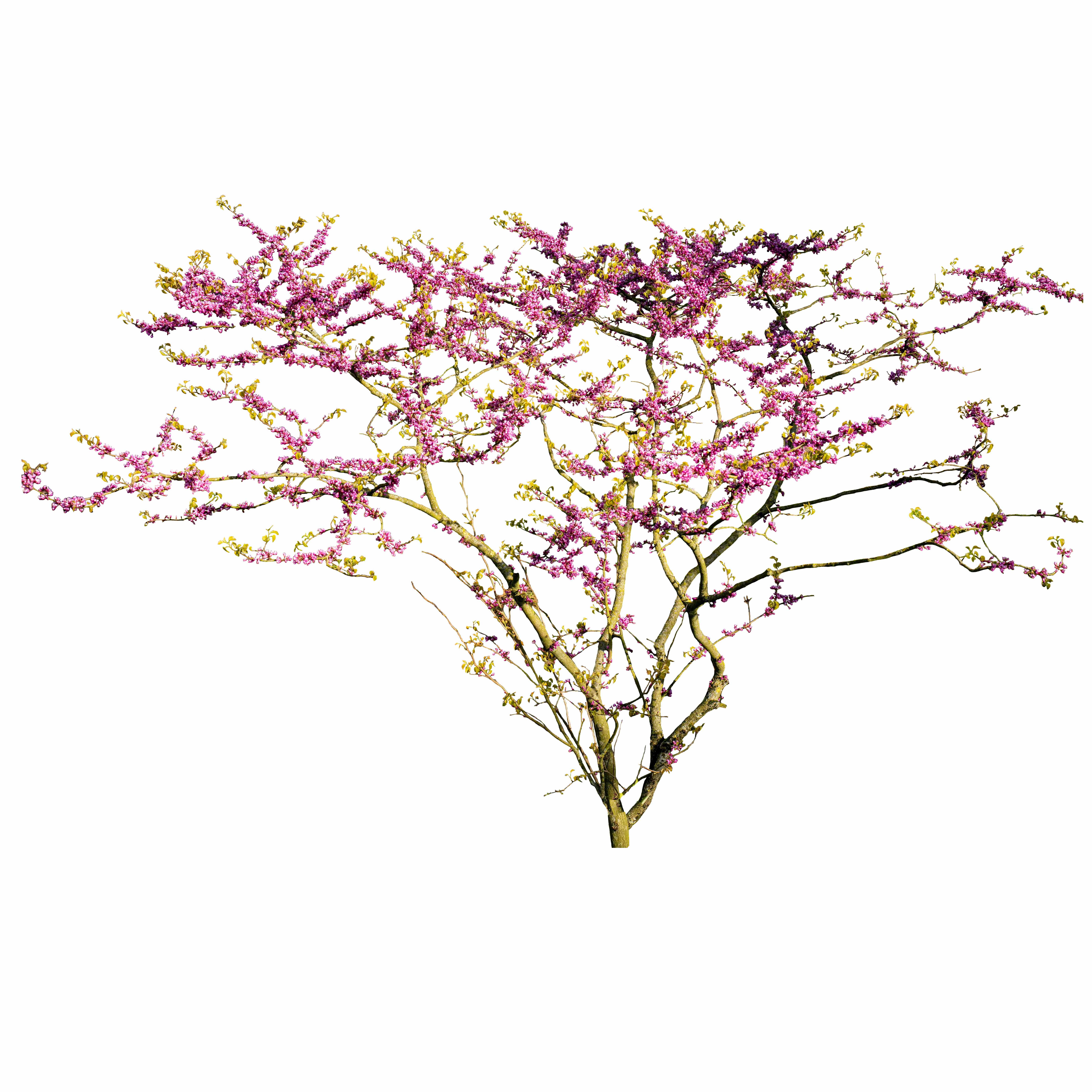 Artikelbild 2 des Artikels “Chinesischer Judasbaum “